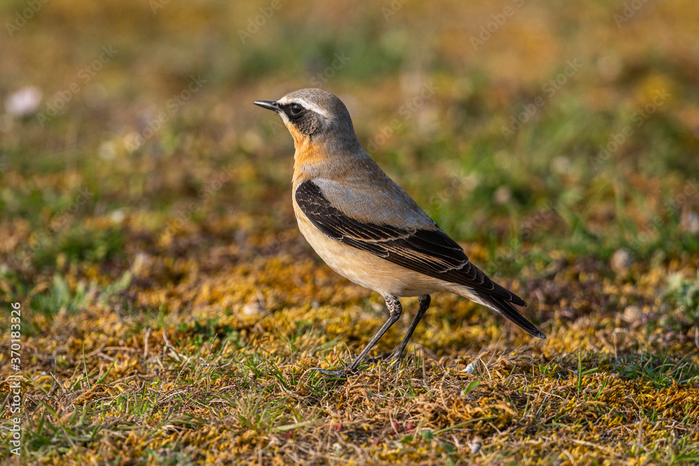 Fototapeta premium Traquet motteux (Oenanthe oenanthe - Northern Wheatear)