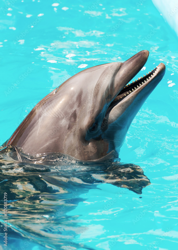 Naklejka premium Dolphins frolic in the blue clear water, selective focus