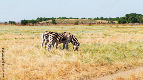Zebra on the dry brown savannah grasslands browsing and grazing. focus is on the zebra with the background blurred  the animal is vigilant while it feeds