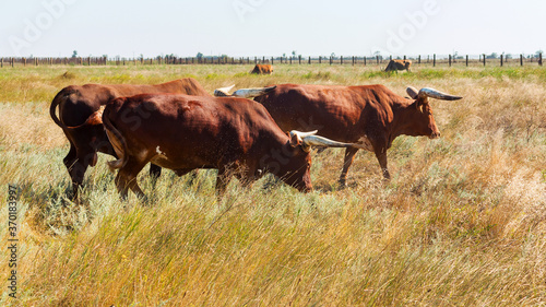 Cattle Farm Cattle animals in farming rural landscape