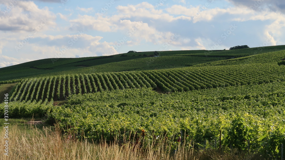 Viticulture, paysage de parcelles de vigne en été en Champagne, dans la région Grand Est (France)
