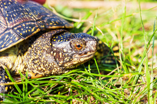 beautiful little turtle in green grass