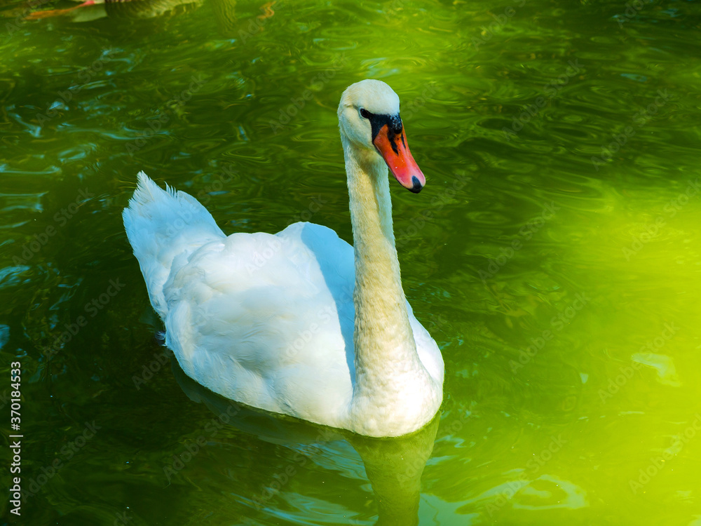 Obraz premium Beautiful swan floating on a pond with reflections
