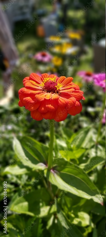 red poppy flower