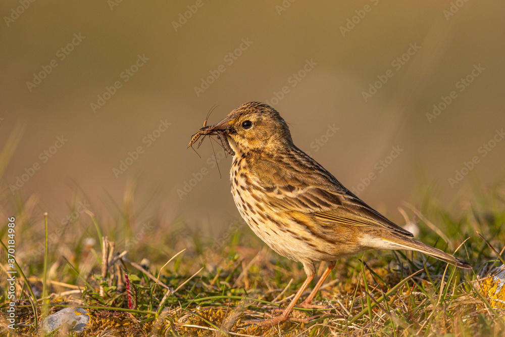 Pipit farlouse (Anthus pratensis - Meadow Pipit) dans les pelouses graveleuses du hâble d'Ault Pipit farlouse (Anthus pratensis - Meadow Pipit) dans les pelouses graveleuses du hâble d'Ault