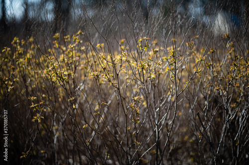 reeds in the morning