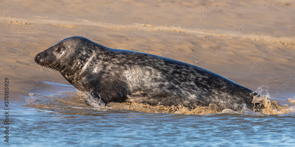 Naklejka premium phoque gris (Halichoerus grypus)