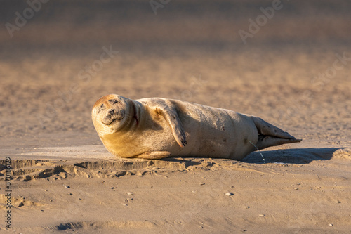 Phoque veau-marin en baie de Somme photo