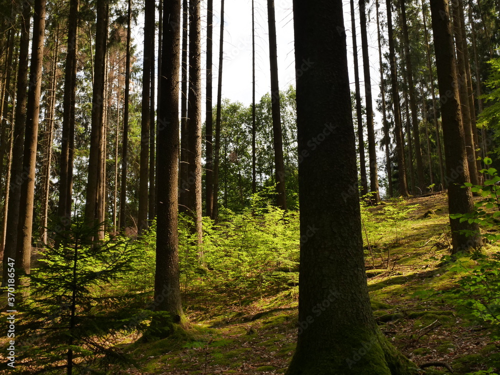 Fototapeta premium Waldlandschaft - Losheim am See