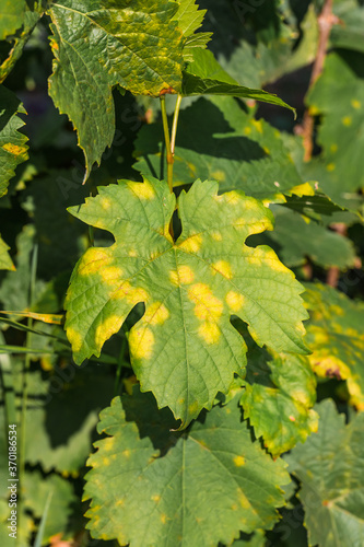 Konstfotografi A dangerous disease of grape Mildew — downy mildew ( lat
