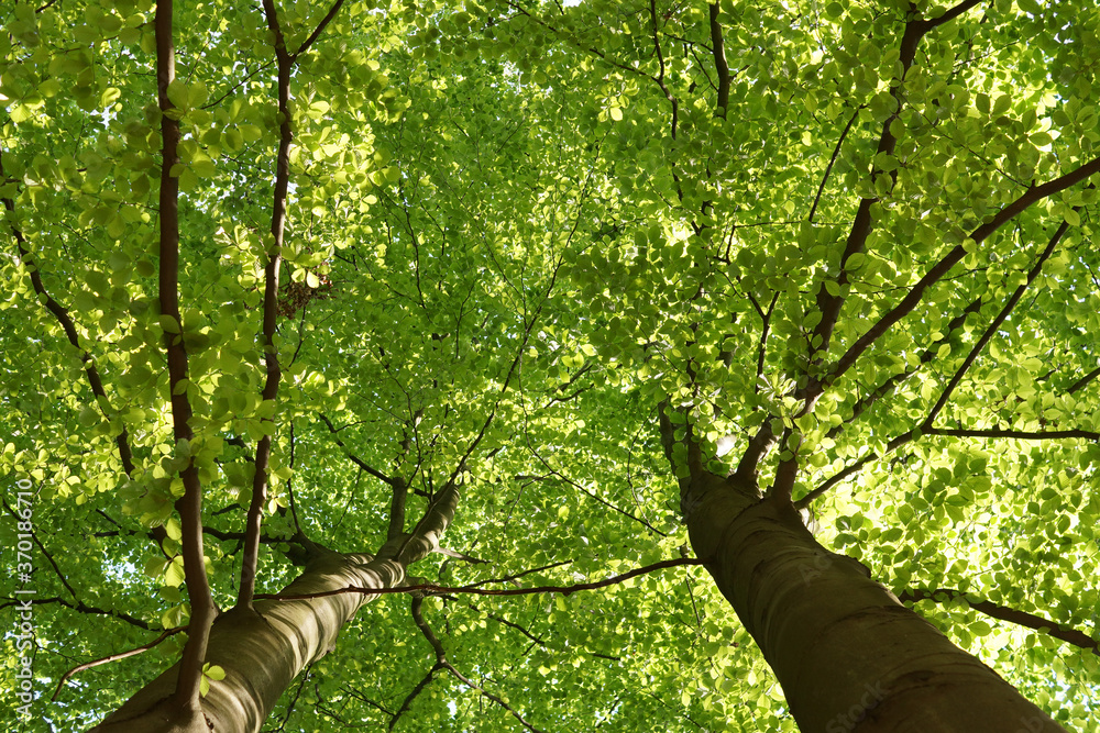Fototapeta premium May morning, beech crowns with young leaves seen from below