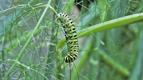 Macro footage of Caterpillar of Papilio Machaon (swallowtail caterpillar) feeding on Fennel branches.