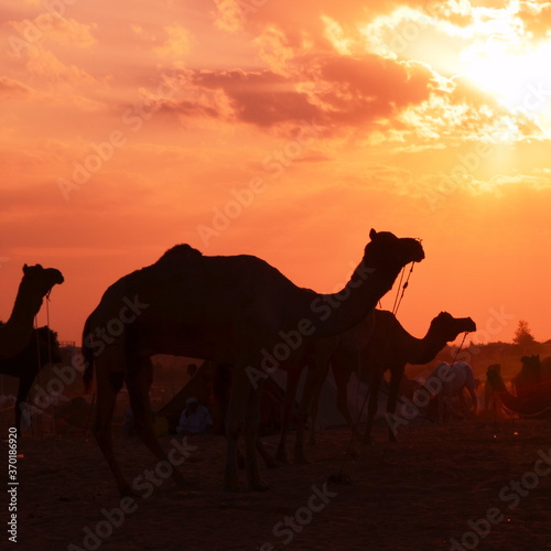 camel in the desert