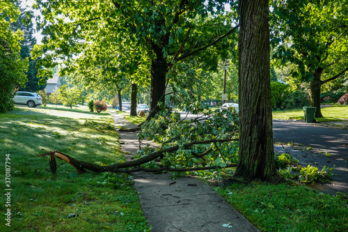 A broken tree branch seen blocking the sidewalk after a severe storm photo