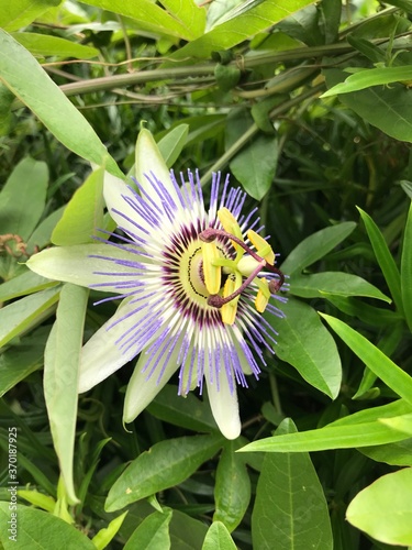 Purple and Yellow Passion Flower
