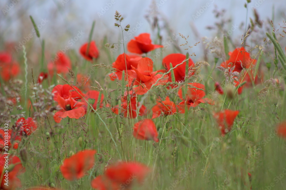 Obraz premium field of poppies