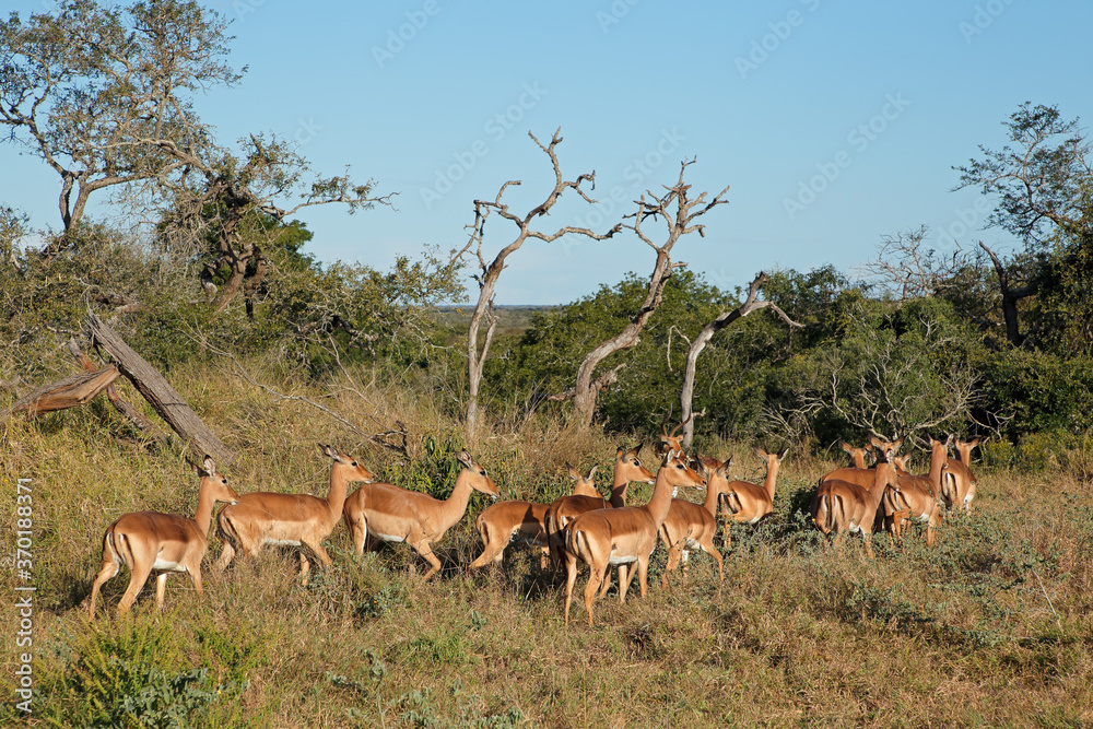 A herd of impala antelopes (Aepyceros melampus), Mkuze game reserve, South Africa. A herd of impala antelopes (Aepyceros melampus), Mkuze game reserve, South Africa.