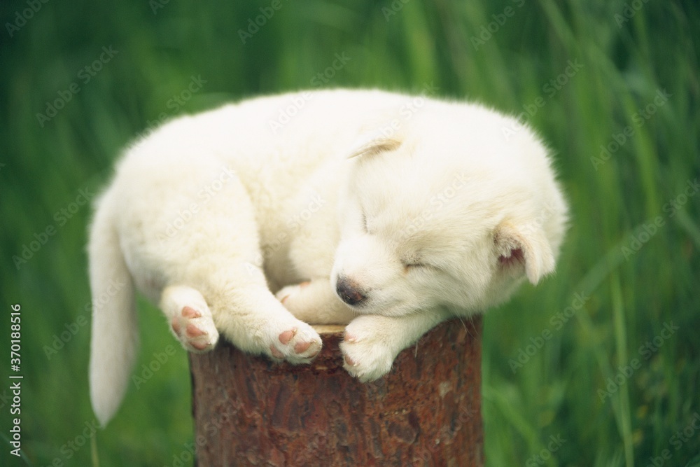 Puppy sleeping on a wooden log, Differential focus Puppy sleeping on a wooden log, Differential focus