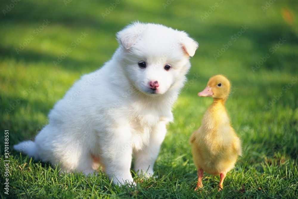 Puppy and Duck Chick together in  grass.