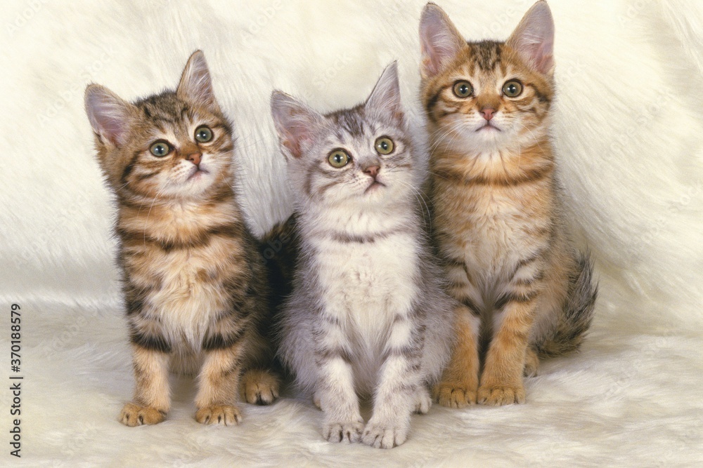 Three American Shorthair Cats Sitting on a White Fluffy Carpet, Looking Up, Front View - stock photo