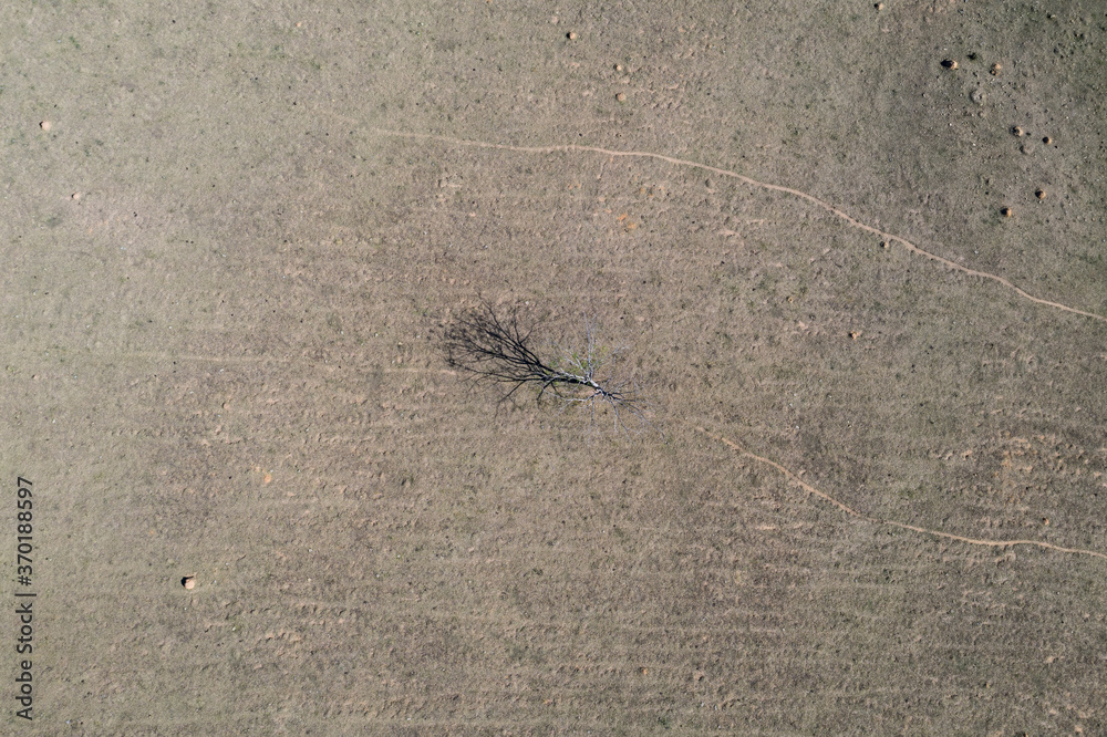 Aerial of an isolated bare dead tree standing alone on a dry desert like field. Global warming and rain forest deforestation concept. Aerial of an isolated bare dead tree standing alone on a dry desert like field. Global warming and rain forest deforestation concept.