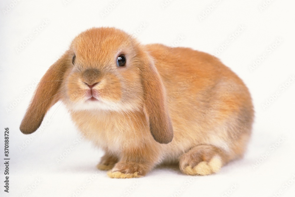Closed Up Image of a Lop Ear Rabbit Looking at Camera, Front View, Differential Focus, isolated in white Closed Up Image of a Lop Ear Rabbit Looking at Camera, Front View, Differential Focus, isolated in white