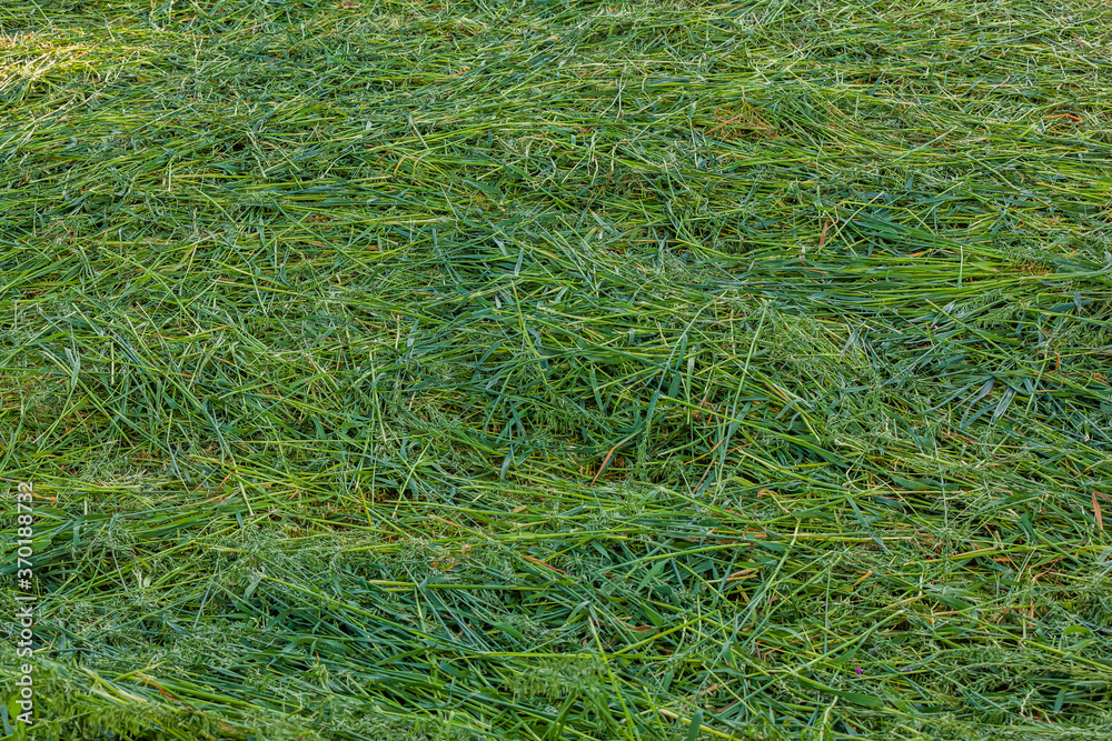 Abgemähtes Gras Abgemähtes Gras