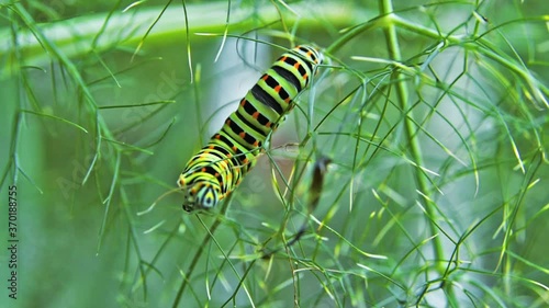 Macro footage of Caterpillar of Papilio Machaon (swallowtail caterpillar) feeding on Fennel branches.