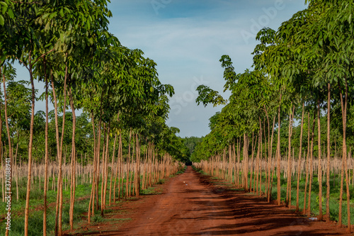 Rubber plantation, Chupp, Kampong Cham province, Cambodia  photo