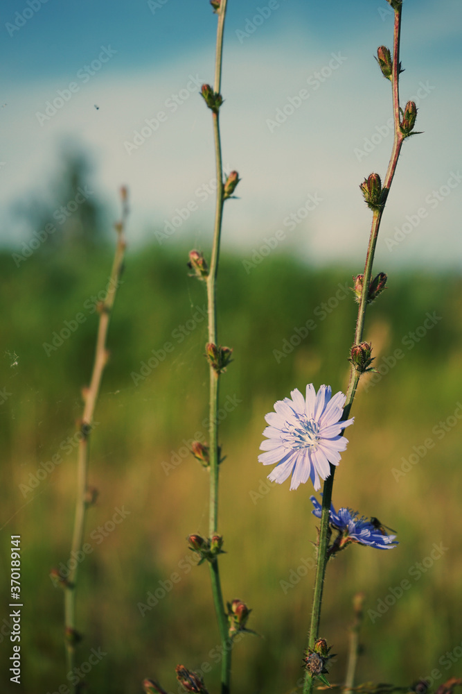 Fototapeta premium background with blue chicory flower in minimal style