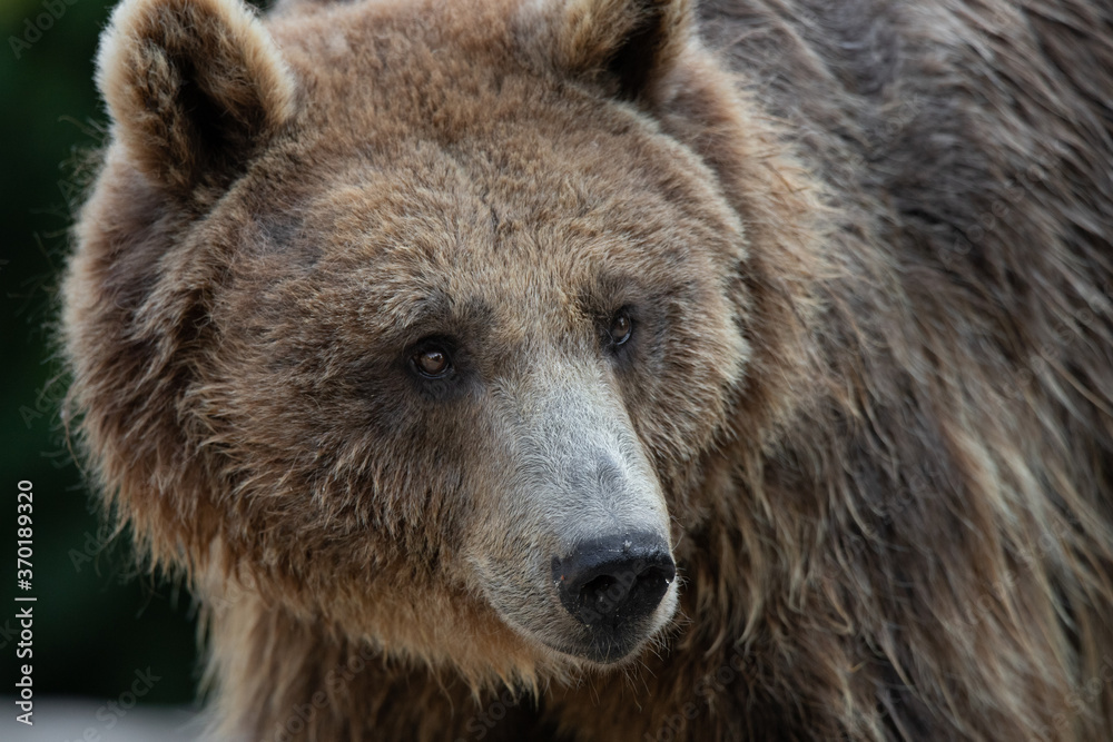 Facial portrait of a disheveled and wet brown bear female