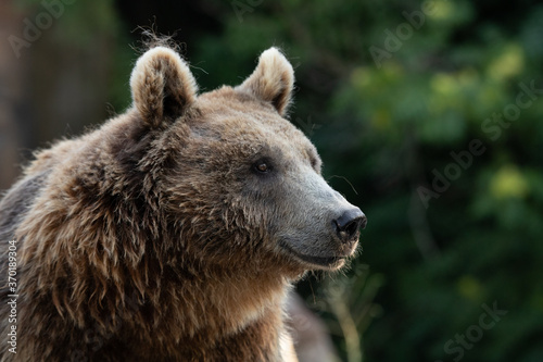 Facial portrait of a disheveled and wet brown bear female