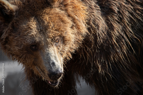 Close up face portrait of a female brown bear at sunset