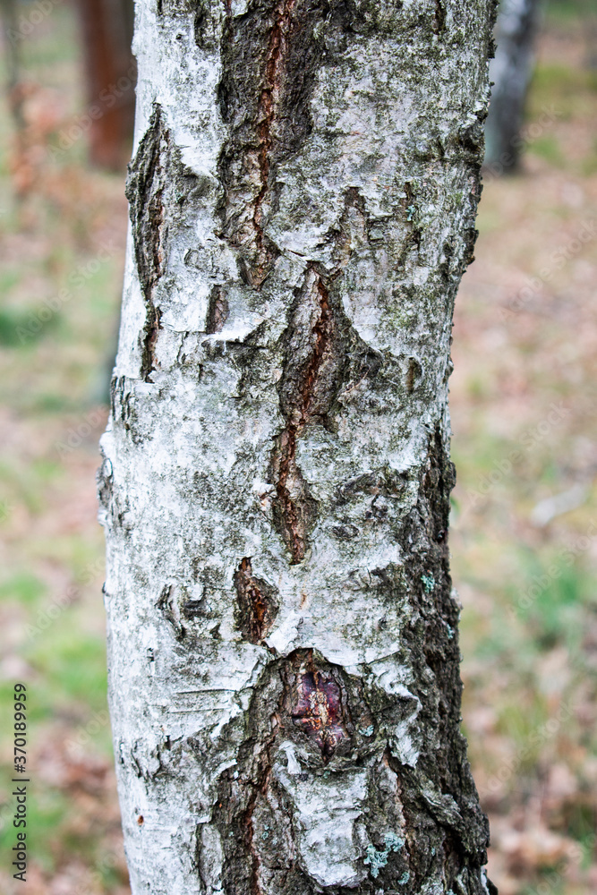 Obraz premium White and brown light tree bark texture / old dry wood background with rings, fungus and moss