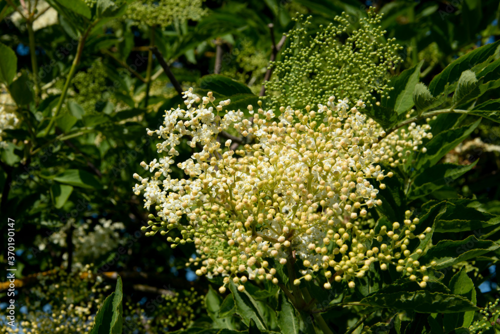 Holunder, Sambucus, auch Fliederbeere oder Hollerstrauch genannt, ist eine Wildobst-Gattung mit hohem Wert für den Naturschutz. Holunder, Sambucus, auch Fliederbeere oder Hollerstrauch genannt, ist eine Wildobst-Gattung mit hohem Wert für den Naturschutz.