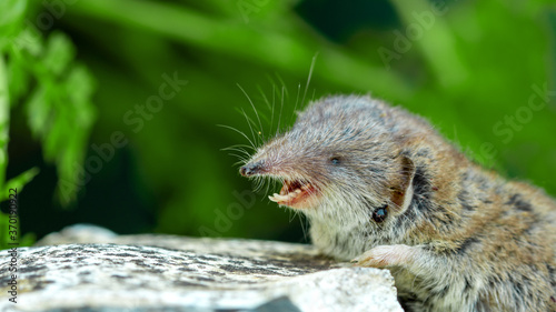 Bicolored Lesser white-toothed Shrew (Crocidura suaveolens) on stone with open mouth and white dangerous teeth. close-up of insect-eating mammal and tick insect (Ixodes) parasite in fur, Ixodidae tick photo