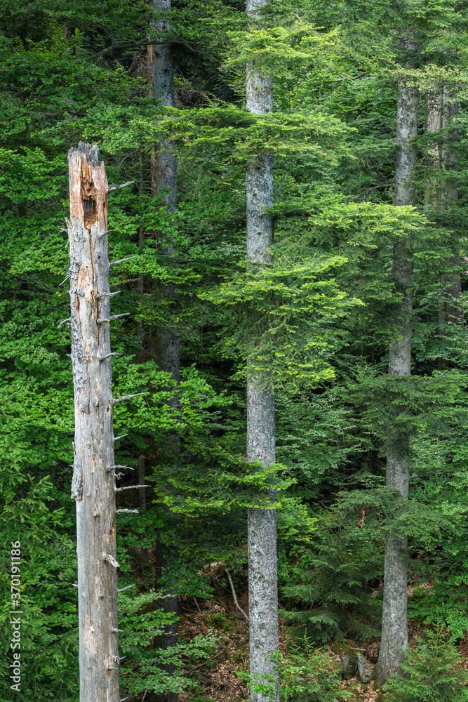 Naklejka premium Tannenwald im Naturpark Schwarzwald Mitte/Nord