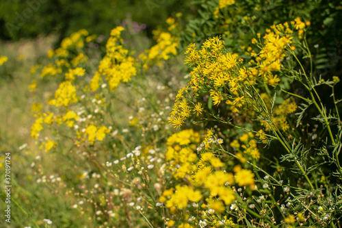  Yellow wildflowers on blurred scenic background © Anatoliy