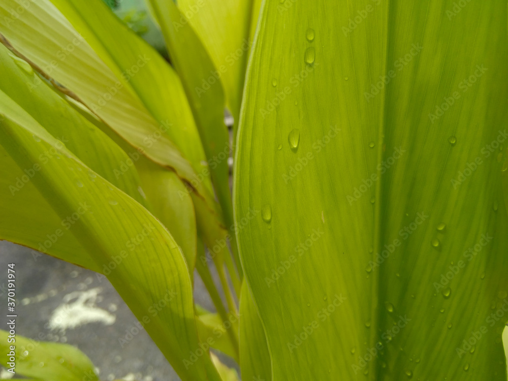close up of green leaves close up of green leaves