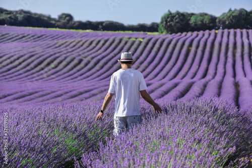 View of a man in a hat stroking the flowers while walking between the rows of his lavender crop at the morning light