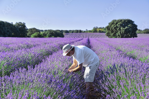 A man in a hat bends down to examine the maturity of the flowers in a lavender field in the morning light. Perfume industry