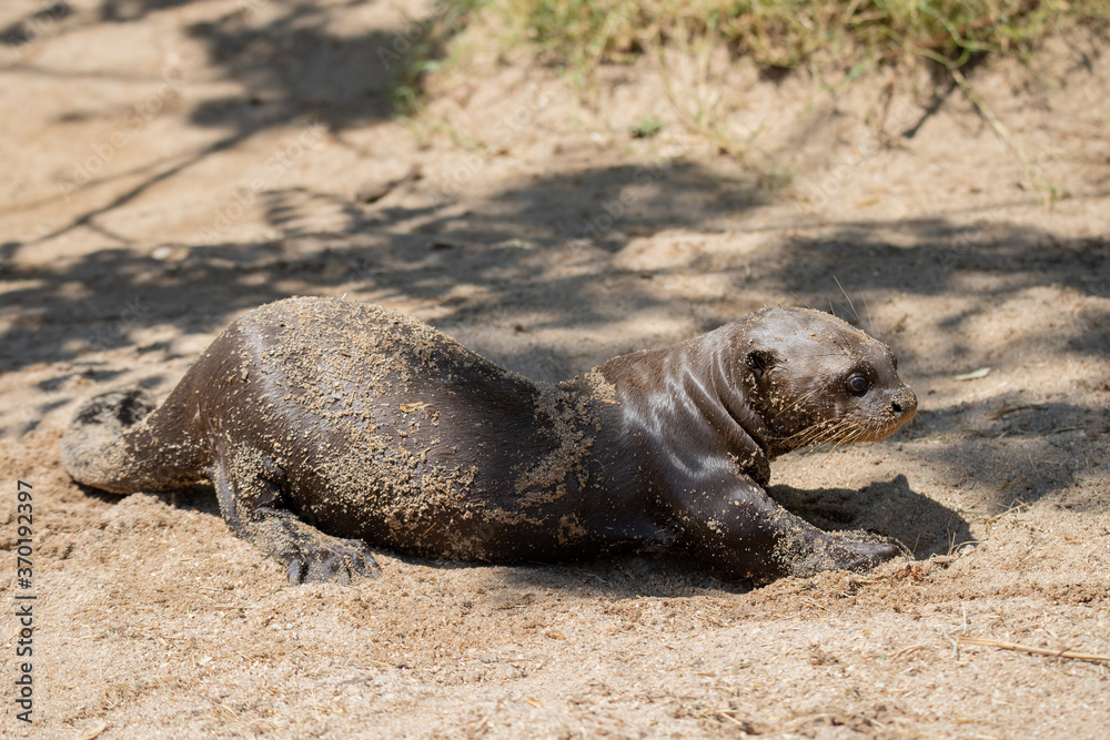 Fototapeta premium Young baby otter lying on the sand sunbathing