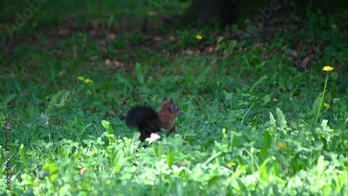 Red or European squirrel running and jumping on green grass on bright sunny day. Low angle, slow motion. Handheld shaky footage
