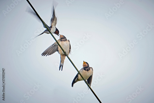 Junge Rauchschwalben ( Hirundo rustica ) bei der Fütterung. photo