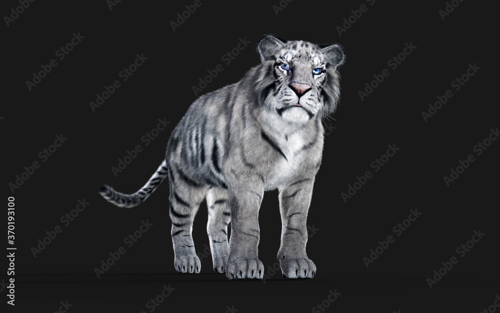 Obraz premium White Bengal tiger Isolated on Dark Background with Clipping Path. 3d Illustration.