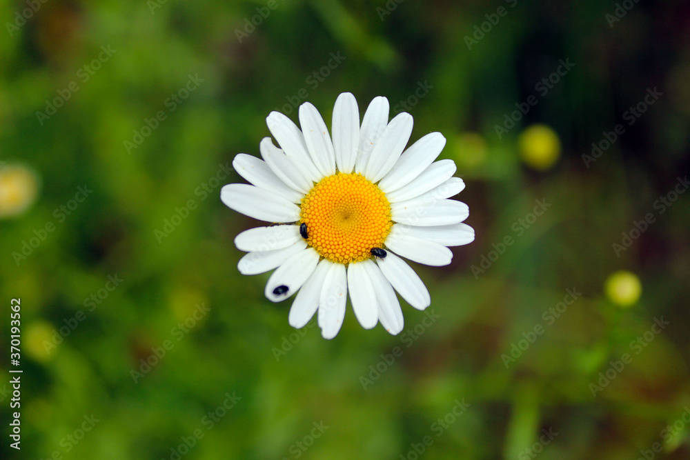 Flor margarita Flor margarita
