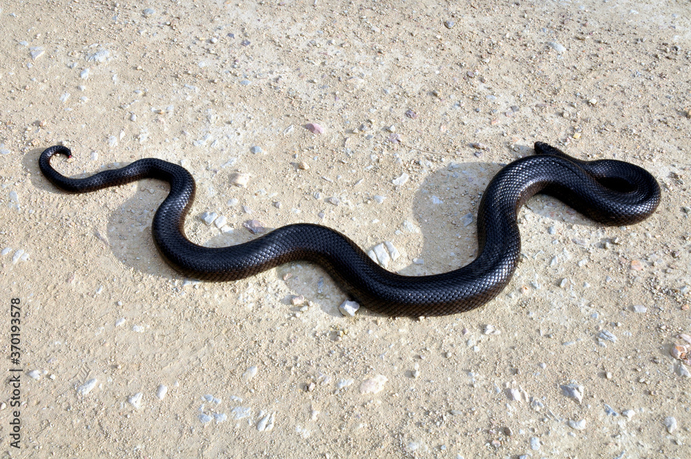 It looks dangerous, but the mole snake is rather harmless It looks dangerous, but the mole snake is rather harmless