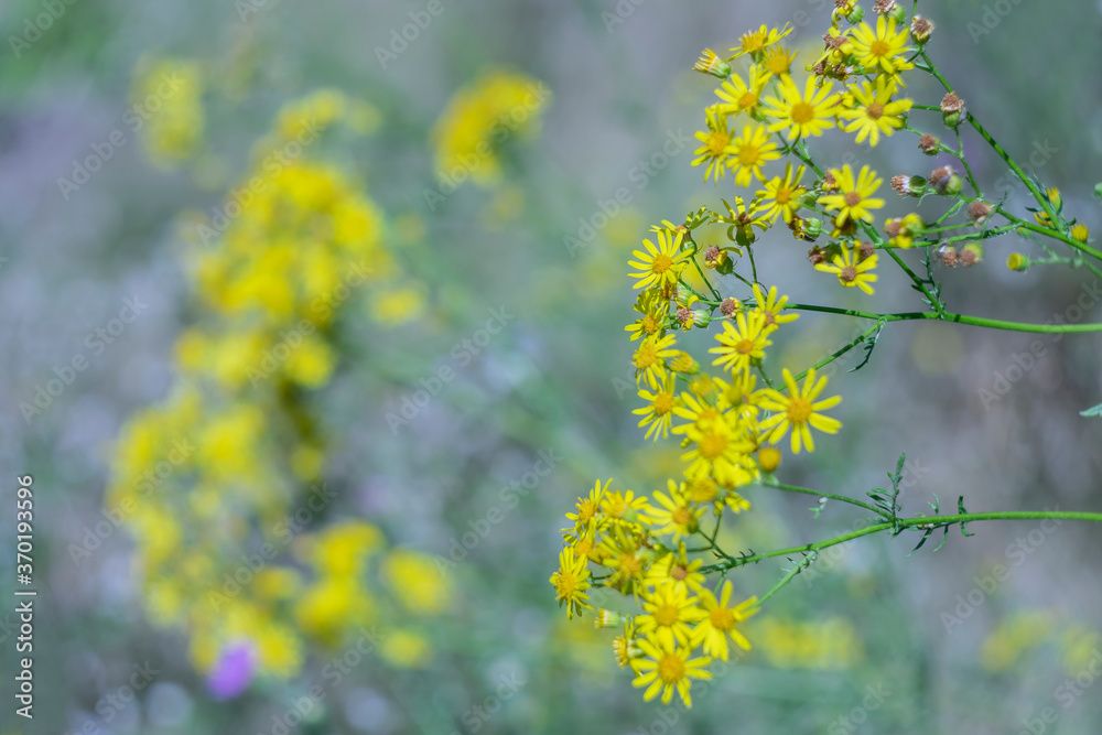 Yellow wildflowers on blurred scenic background
Yellow wildflowers on blurred scenic background