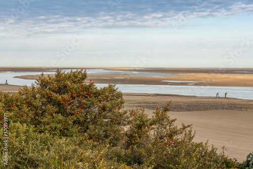 Argousiers dans les dunes au Hourdel photo