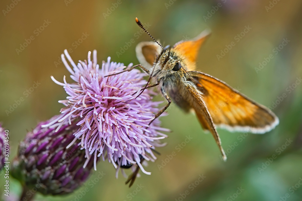 Braunkolbiger Braun-Dickkopffalter ( Thymelicus sylvestris ). Braunkolbiger Braun-Dickkopffalter ( Thymelicus sylvestris ).